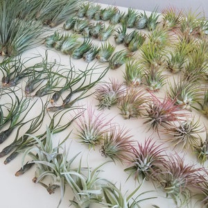 Air Plants, Tillandsia, House Plants, Small Plants, Terrarium Plants, Tillandsia Ionantha, Desk Plant, Office Decor, Wedding Party Favors