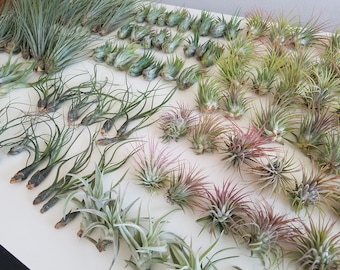 Air Plants, Tillandsia, House Plants, Small Plants, Terrarium Plants, Tillandsia Ionantha, Desk Plant, Office Decor, Wedding Party Favors