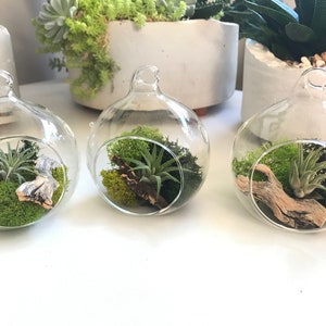 Air Plant Terrarium, Plant Mom Gift, Hanging Holder, Air Plant Globe, 3 Glass Orb, Small Hanging Kit, Desk Display, Moss Decor Plantscape image 3