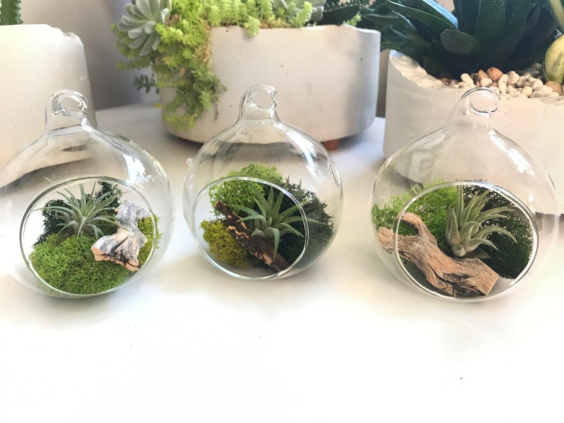 Air Plant Terrarium, Plant Mom Gift, Hanging Holder, Air Plant Globe, 3 Glass Orb, Small Hanging Kit, Desk Display, Moss Decor Plantscape image 3