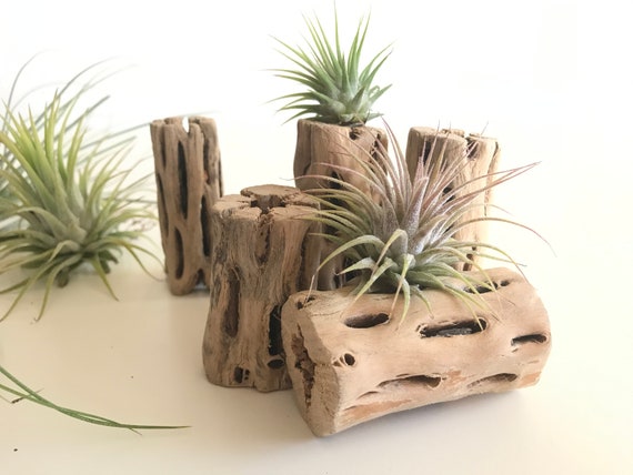 Featured image of post Office Desk Decoration Plants