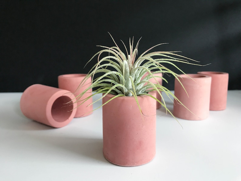 Air Plant Holders Concrete Air Plant Pot Dorm Desk Decor Etsy