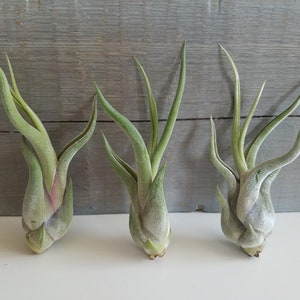 May include: Three small green air plants with long, thin leaves. The plants are arranged in a row on a gray wooden surface.