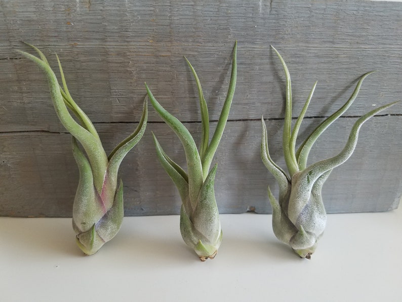 May include: Three small green air plants with long, thin leaves. The plants are arranged in a row on a gray wooden surface.