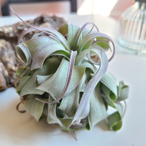 Streptophylla Air Plant, Indoor House Plant, Live Plant Gift, Office Desk Decor Accessories, Unique Curly Tillandsia, Easy Care Air Plant