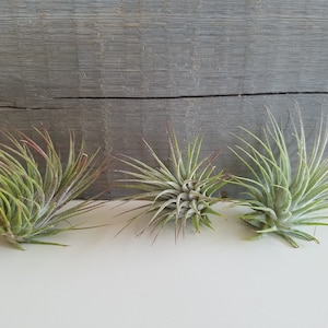 May include: Three small air plants, also known as tillandsia, are arranged in a row on a white surface. The plants are green and have long, thin leaves.