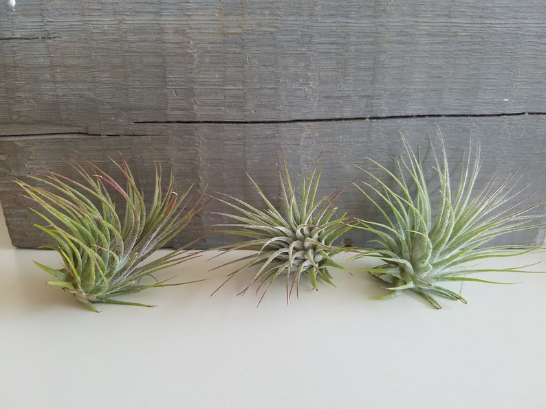 May include: Three small air plants, also known as tillandsia, are arranged in a row on a white surface. The plants are green and have long, thin leaves.