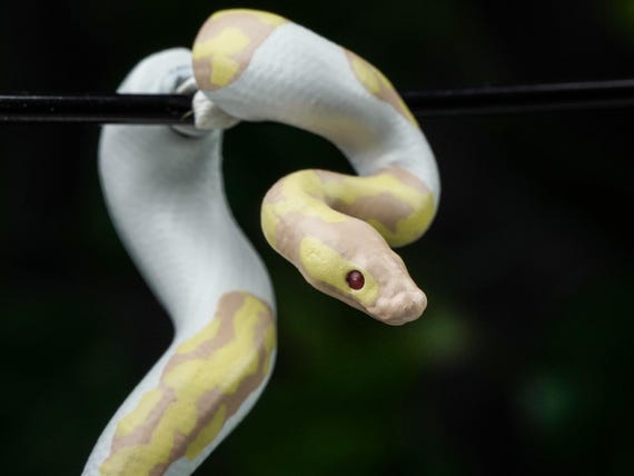 Hand Painted Ball Python Earrings | 3D Printed - Etsy display picture 3
