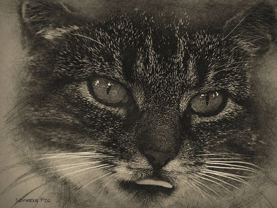 Rysunek Cat Kot Portret Digital Download Malarstwo Cyfrowe Do Druku Rysunek Ołówek Pet Zwierząt Rysunek Zwierząt Kitten