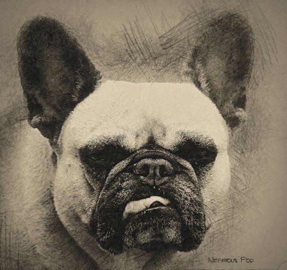 Mopsy Rysunek Psa Portret Psa Digital Download Malarstwo Cyfrowe Do Druku Rysunek Ołówek Pet Zwierząt Rysunek Zwierząt Szczeniak