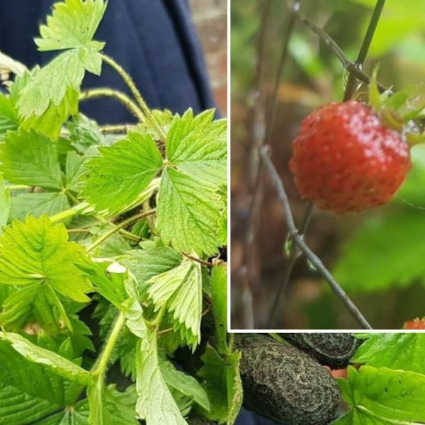 10 x Alpine Strawberry Plants - Organic Wiltshire Grown