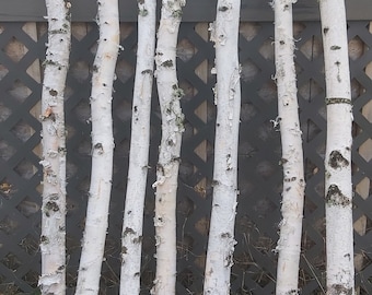 Fresh Cut Natural Birch Poles - Bulk Order