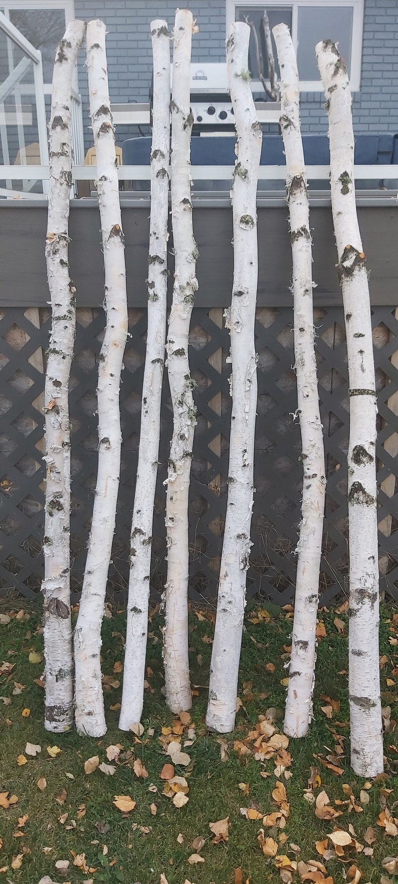 Fresh Cut Natural Birch Poles Bulk Order image 1