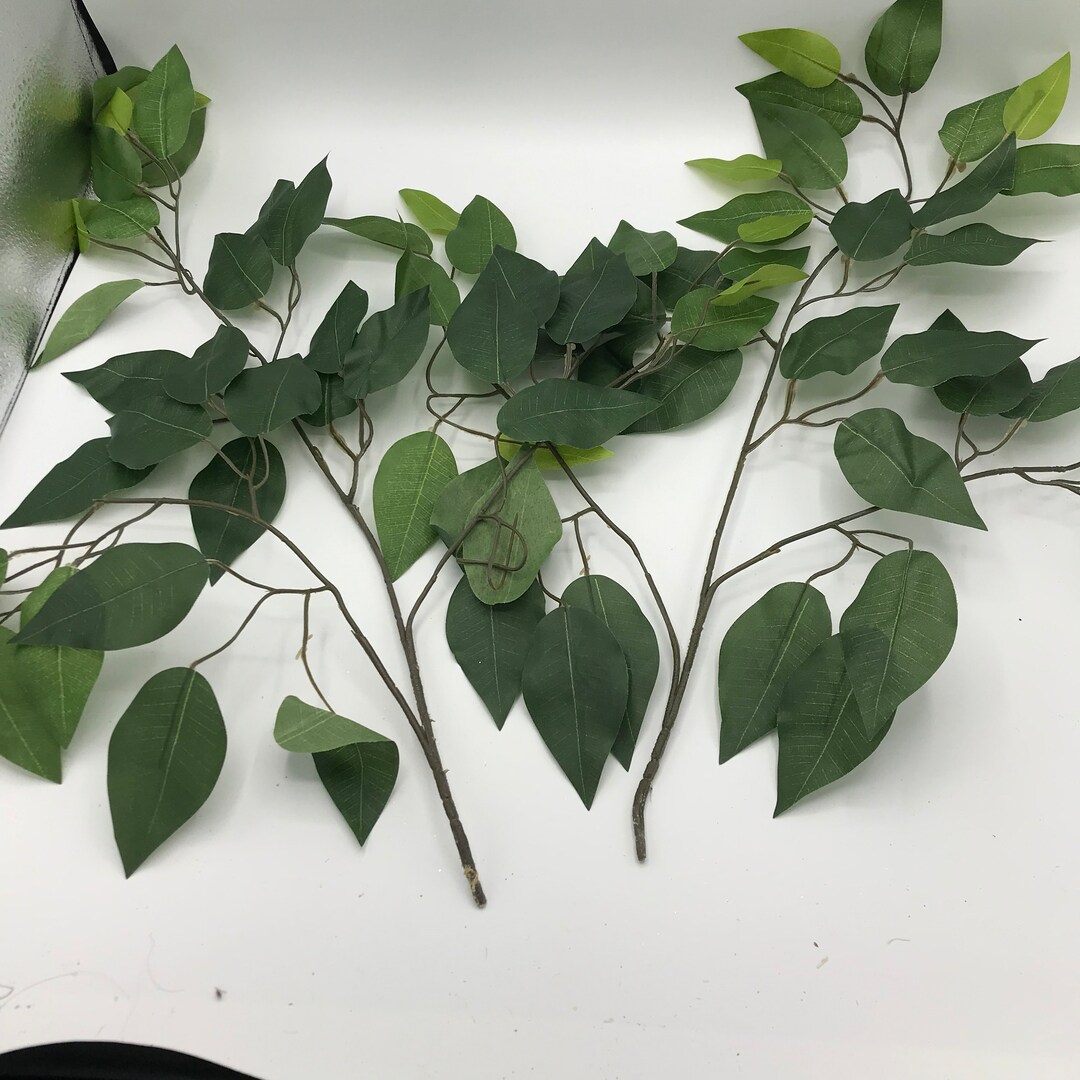 Mini Ficus Spray