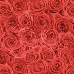 Packed Roses Red MINKY Fabric – Soft Fabric | Softie Collection | 58/60" Wide Polyester for Blankets & Sewing Projects