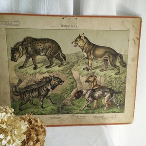 Carta escolar alemã antiga em papelão, ca 1880-1900, estampa animal, brocante, vitoriana alemã, animais de rapina, chique gasto, jdl,