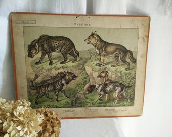Antique german School chart on cardboard, ca 1880-1900, animal print , brocante, german Victorian, animals of prey, shabby chic, jdl,