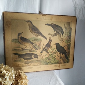 Antigo gráfico escolar alemão em papelão, ca 1880-1900, estampa animal, brocante, vitoriano alemão, pássaros, andorinhas, shabby chic, jdl,