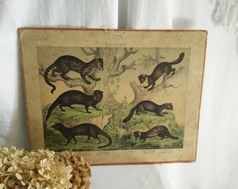 Antique german School chart on cardboard, ca 1880-1900, animal print , brocante, german Victorian, animals of prey, shabby chic, jdl,