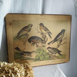 Antigo gráfico escolar alemão em papelão, ca 1880-1900, estampa animal, brocante, vitoriano alemão, pássaros, andorinhas, shabby chic, jdl,