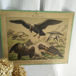 Carte scolaire allemande ancienne sur carton, vers 1880-1900, imprimé animalier, brocante, victorien allemand, oiseaux, oiseaux de prière, shabby chic, jdl,