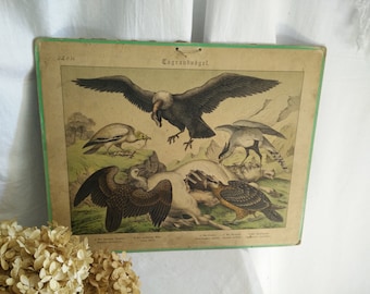 Antique german School chart on cardboard, ca 1880-1900, animal print , brocante, german Victorian, birds, Birds of pray, shabby chic, jdl,