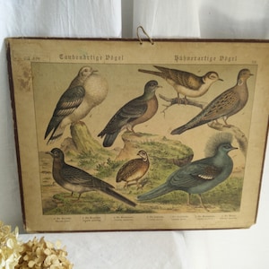 Carta escolar alemã antiga em papelão, ca 1880-1900, estampa animal, brocante, vitoriana alemã, pássaros, pombos, chique gasto, jdl,