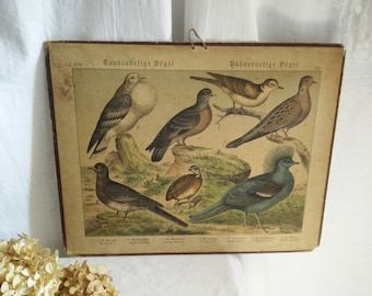 Antique german School chart on cardboard, ca 1880-1900, animal print , brocante, german Victorian, birds, Pigeons, shabby chic, jdl,