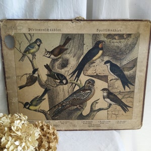 Carta escolar alemã antiga em papelão, ca 1880-1900, estampa animal, brocante, vitoriana alemã, pássaros, andorinhas, chique gasto, jdl,