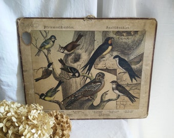 Antique german School chart on cardboard, ca 1880-1900, animal print , brocante, german Victorian, birds, swallows, shabby chic, jdl,