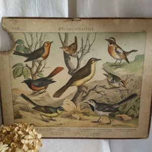 Carta escolar alemã antiga em papelão, ca 1880-1900, estampa animal, brocante, vitoriana alemã, pássaros, andorinhas, chique gasto, jdl,