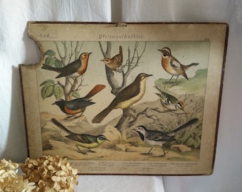 Antique german School chart on cardboard, ca 1880-1900, animal print , brocante, german Victorian, birds, swallows, shabby chic, jdl,