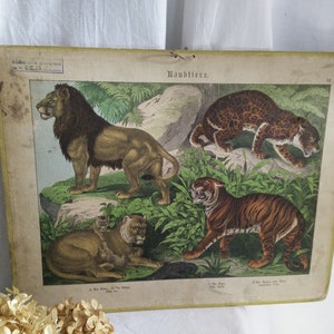 Antike deutsche Schulkarte auf Karton, ca. 1880-1900, Tier Druck, Brocante, deutsche viktorianische, Löwe, Tiger, Jaguar, schäbige chic, jdl,