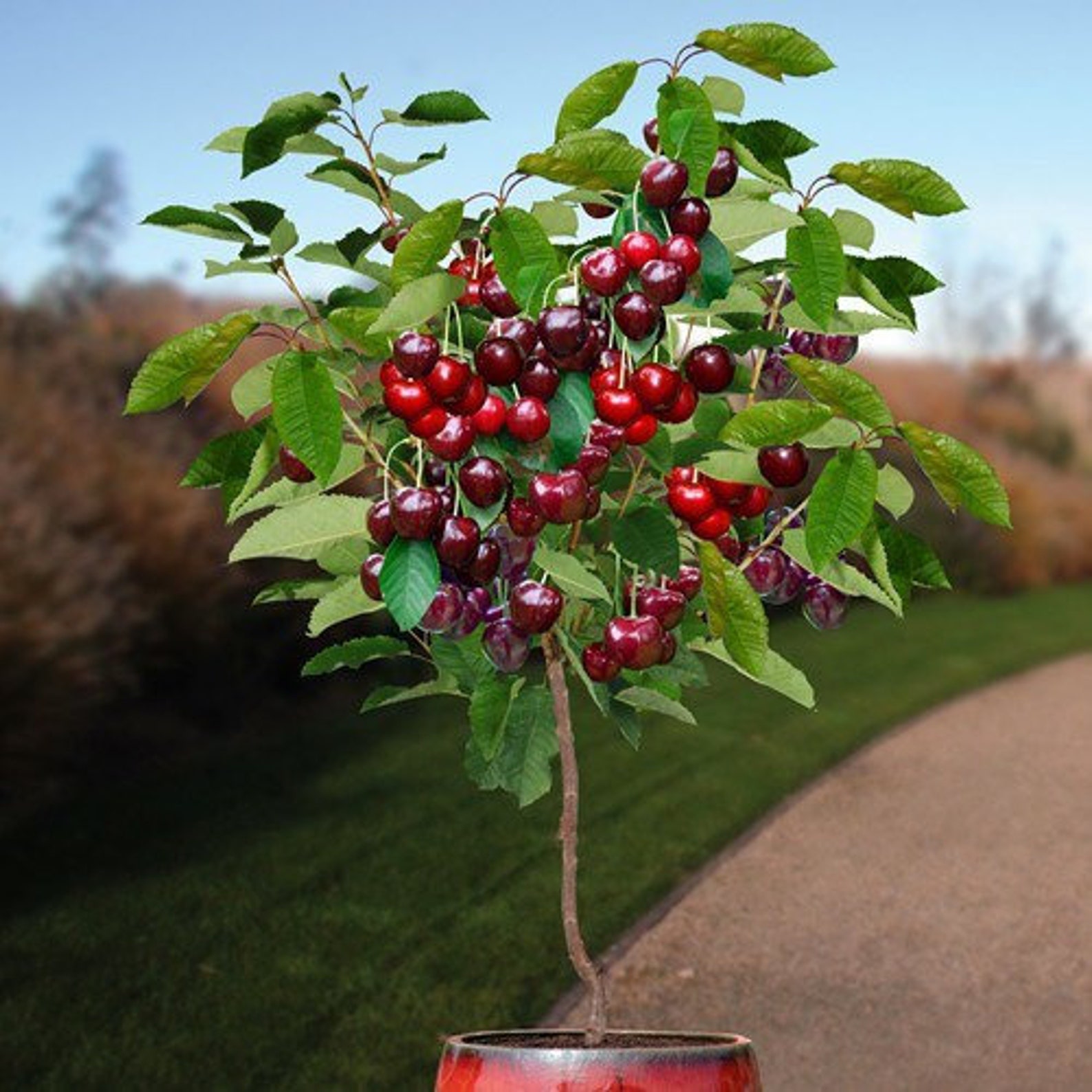 Dwarf Patio Cherry Tree X 20 Seeds Etsy 