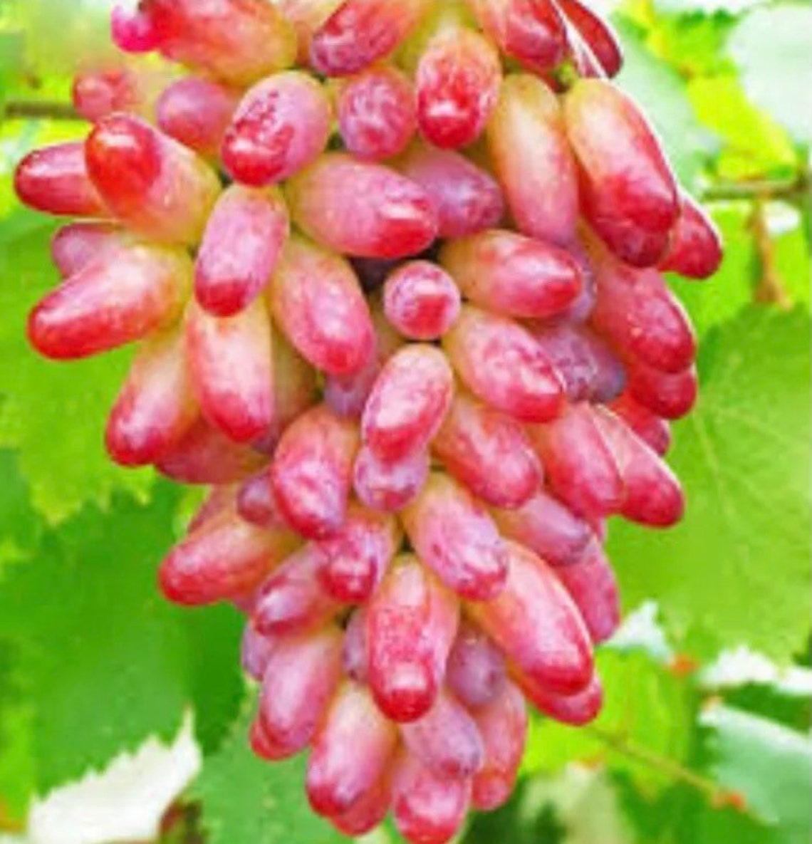 Red Witches Finger Grape Vine Fruit Plant Seeds 25 Etsy