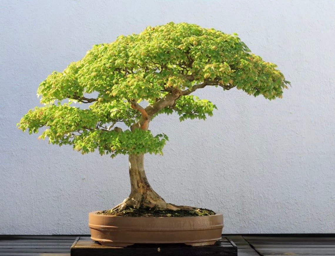 Trident Maple Acer Buergerianum Japanese Bonsai Seeds x 30 Etsy
