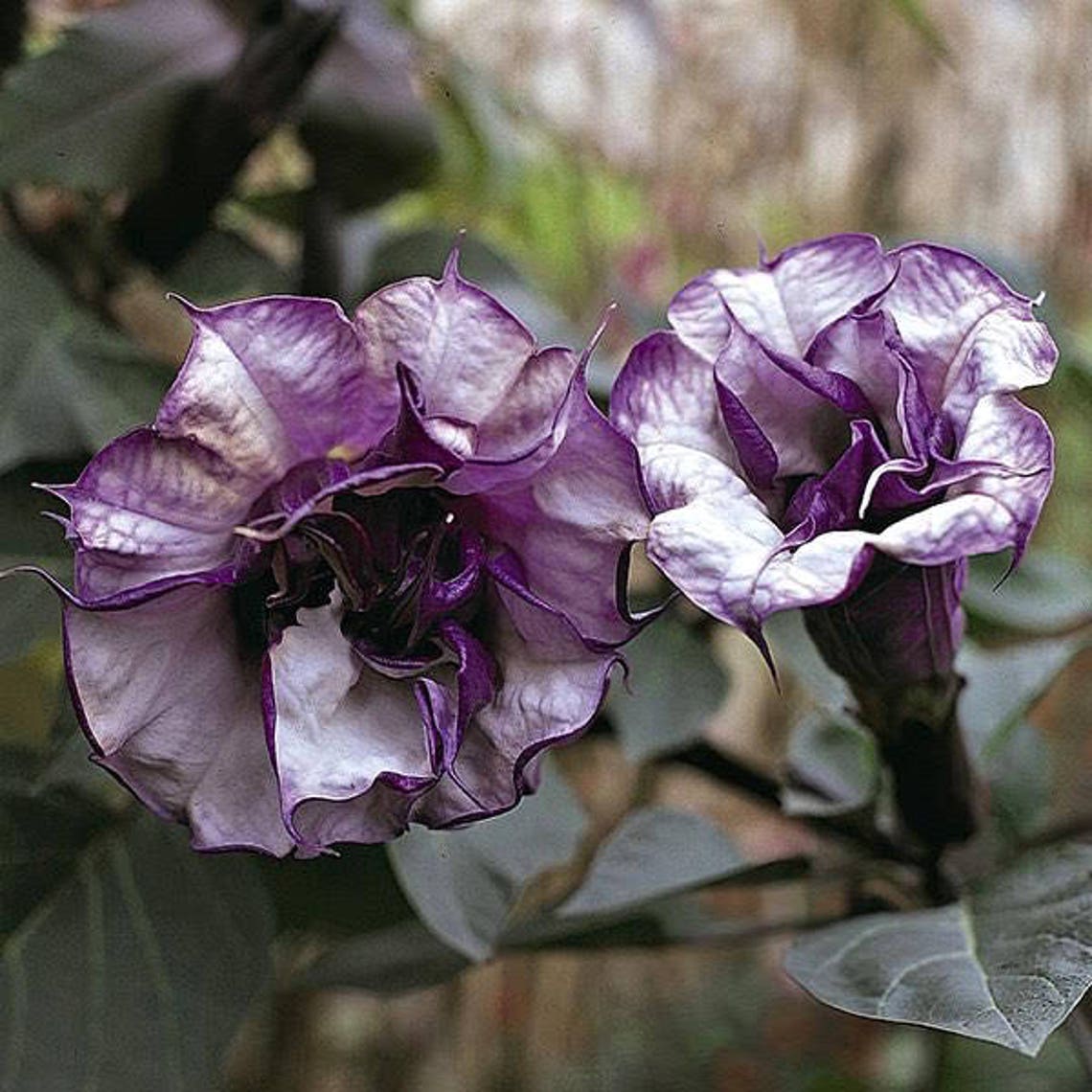 Rare Datura Angels Trumpet Double Purple Annual 20 seeds Etsy