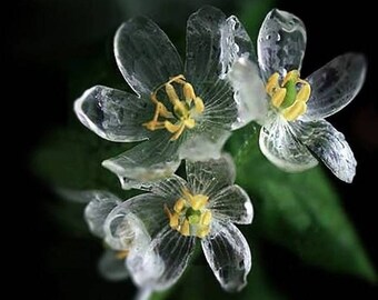 Skeleton Flower Diphylleia Grayi Perennial Seeds x 15