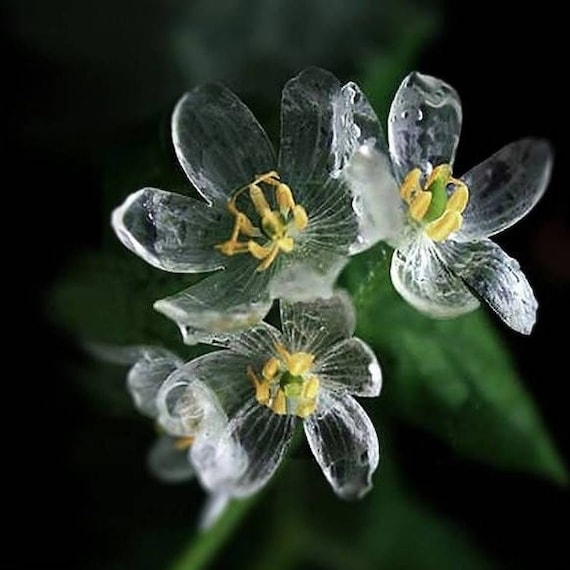 Skeleton Flower Diphylleia Grayi Perennial Seeds x 20