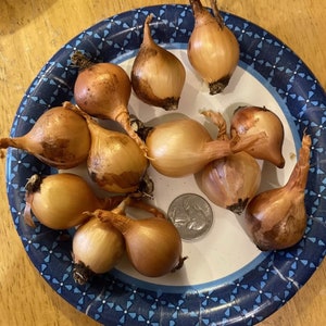 May include: A collection of eleven small, light brown onion bulbs arranged on a round paper plate with a blue and white geometric border pattern. A silver United States quarter coin is placed among the bulbs for scale reference.