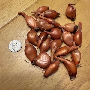 May include: A collection of small, brown-skinned shallot bulbs scattered together. A silver United States nickel coin is placed next to the bulbs for scale, measuring approximately 0.835 inches in diameter to provide a size reference.