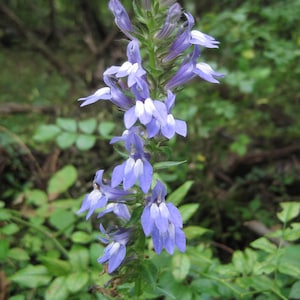 5 Blue Lobelia bareroot