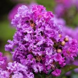 May include: Close-up of a cluster of vibrant purple crape myrtle flowers. The flowers have a ruffled texture and are in full bloom.