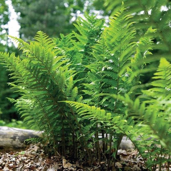 5 Leatherwood Fern Bareroot