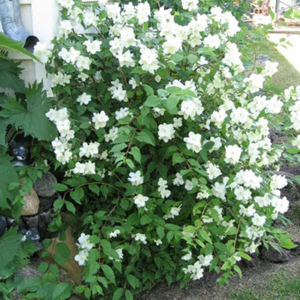 2 Sweet Mock Orange BAREROOT seedlings