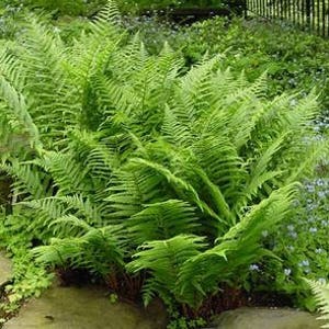 5 Lady Fern Bare Root