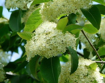 1 Black Haw Viburnum(Viburnum prunifolium) Quart