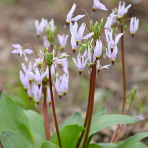 5 Shooting Star roots