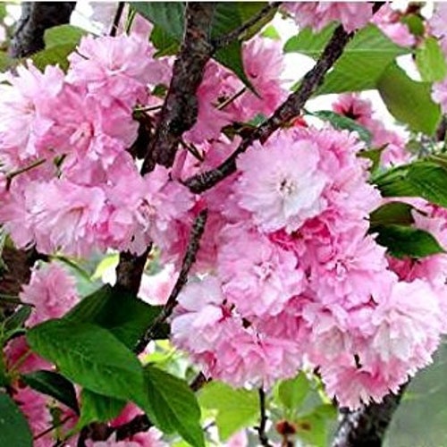 1 Kwanzan Cherry Seedling Etsy