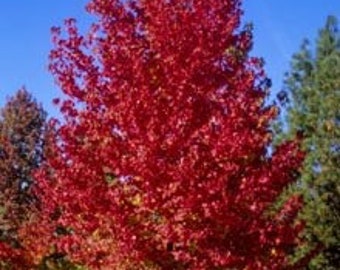 1 Sweetgum - Quart